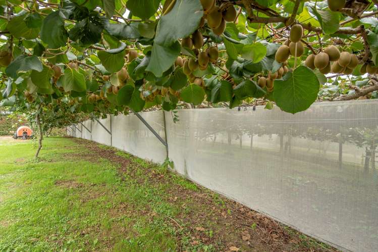 560 Belk Road Kaimai_5