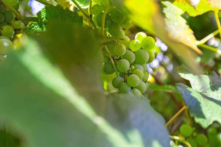 90 Twin Oak Avenue Papamoa_18