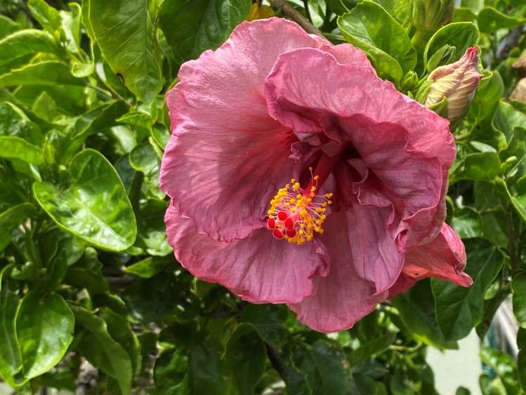 11 Lincoln Street Mangawhai Heads_20