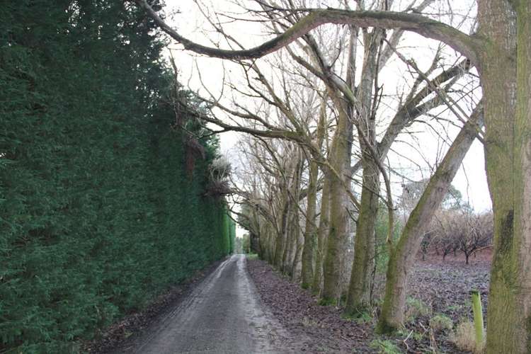 459 Flora East Makarewa_13