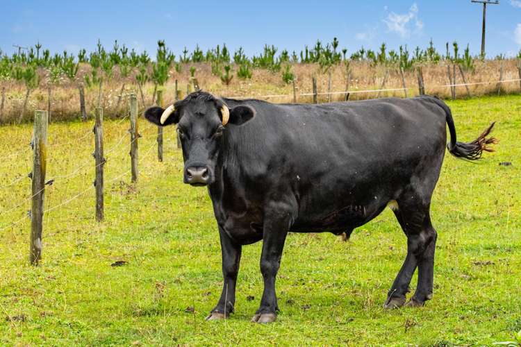 4317 State Highway 12 Aranga_25