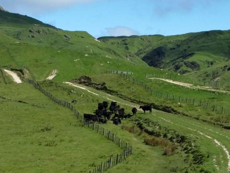 858 Oporae Road Weber_8