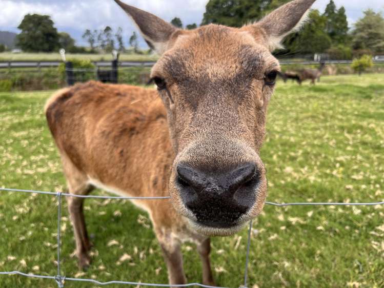 78 Bridge Street Karamea_13