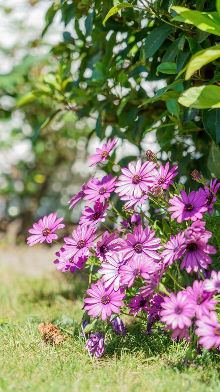 27 Millstream Drive Lincoln_18