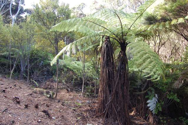 13 Workington Road Great Barrier Island (Aotea Island)_3