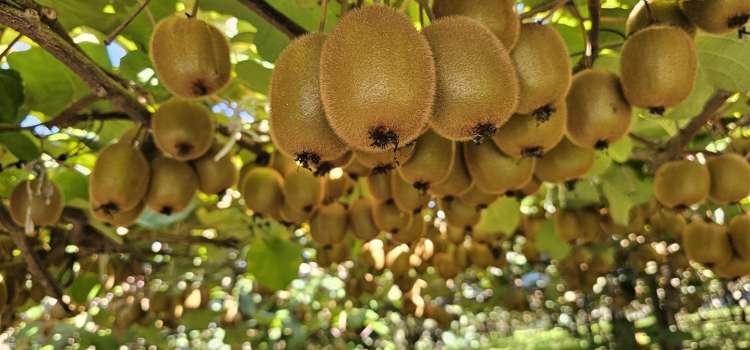 217 Maungarangi Road Te Puke_11