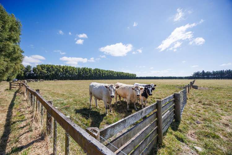 571 Kairanga Bunnythorpe Road Milson_19