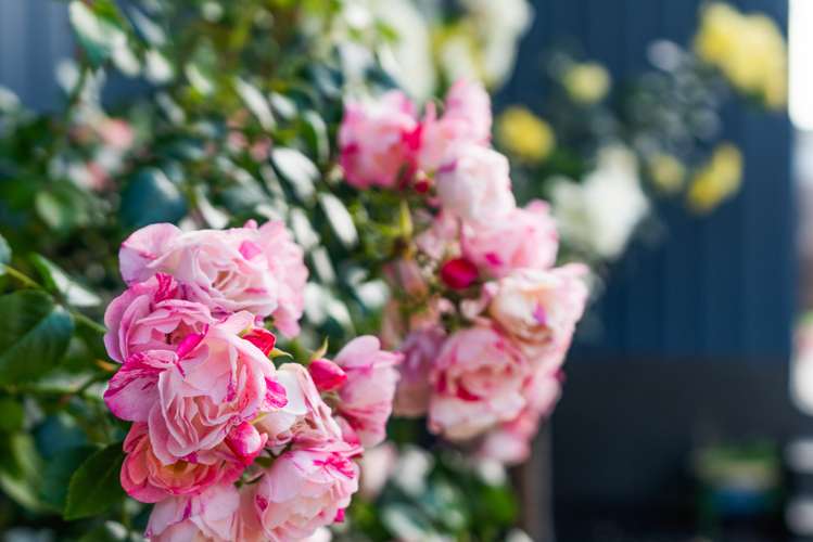 37 Station Road Dargaville_17