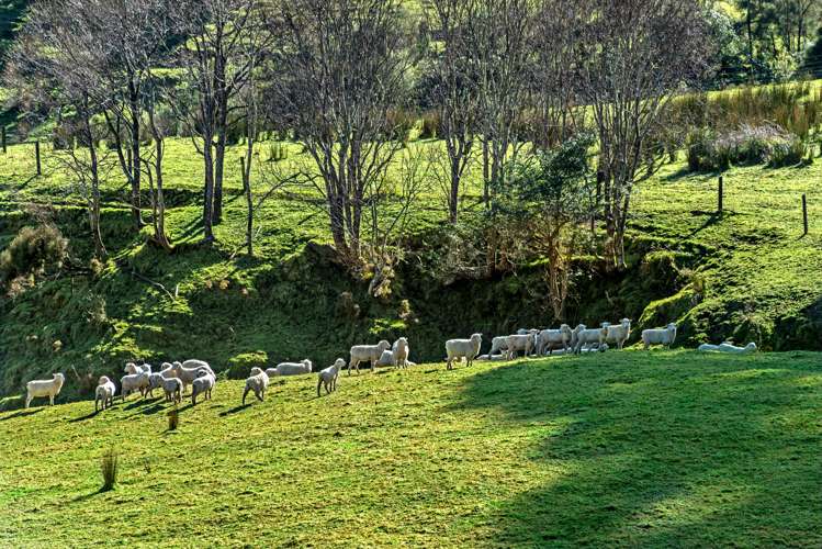 758 Glenroy Road Whangara_6