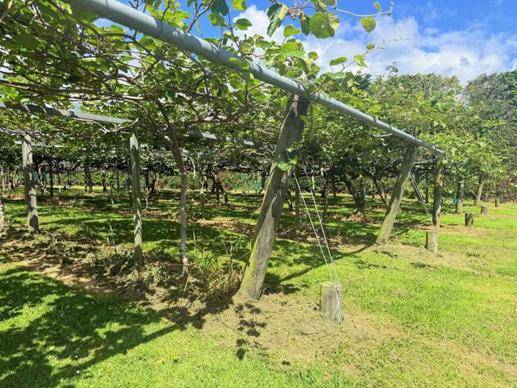 305 No 3 Road Te Puke_6