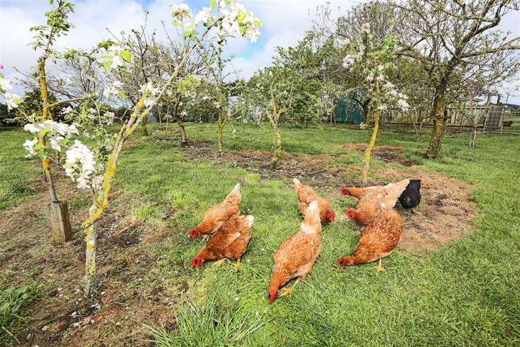 1096 Ashcott Road Rangitikei Surrounds_12