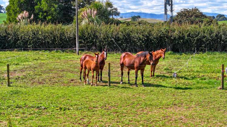 37 State Highway 27 Tirau_9