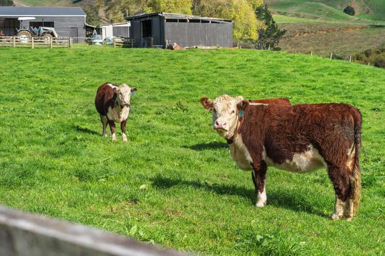 998 Limeworks Loop Road Te Pahu_31