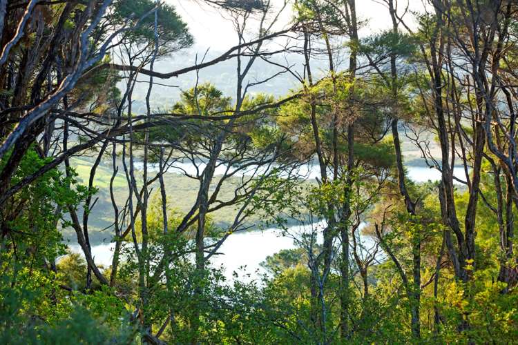 2 Ti Tree Lane Stanmore Bay_10