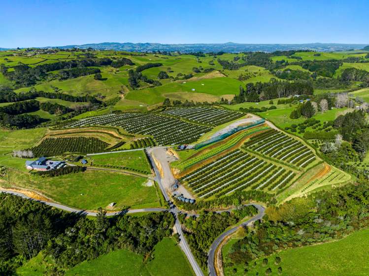 299b Whakamarama Road Whakamarama_6