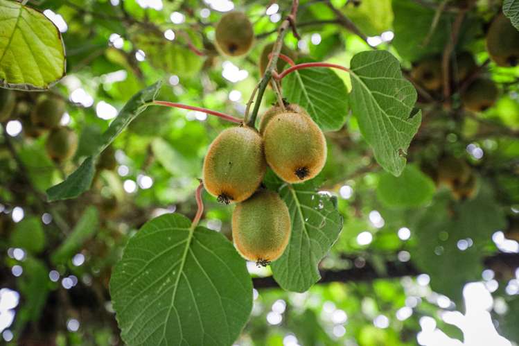 1188 State Highway 2 Mikimiki_23