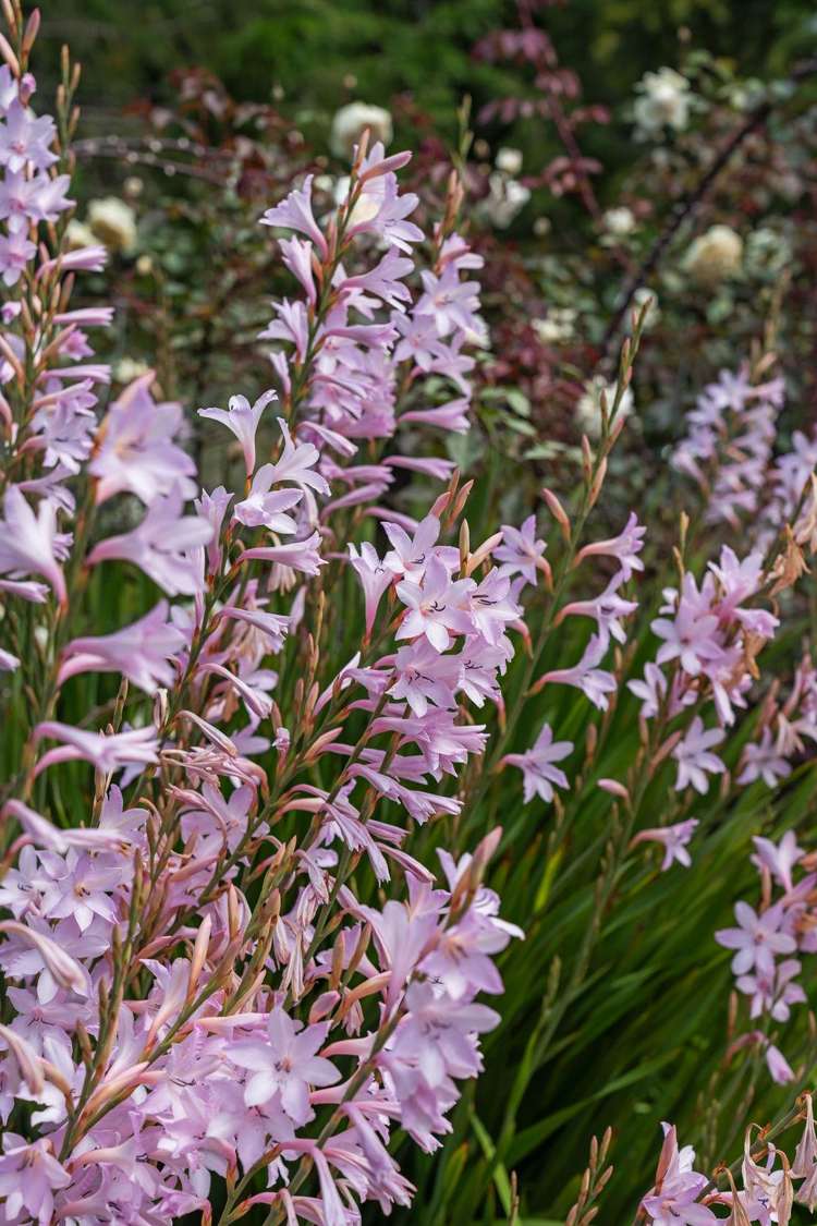 1849 Manawahe Road Manawahe_46