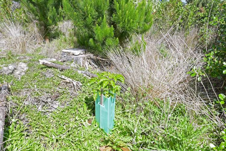 960 Oneriri Road Kaiwaka_8