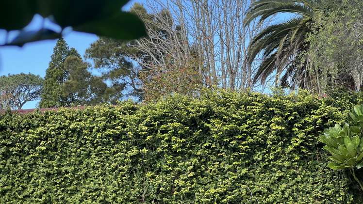 25 Elliot Street Riverhead_7