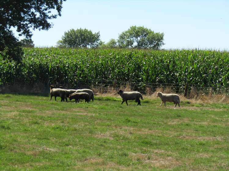 452 Holland Road Eureka_21