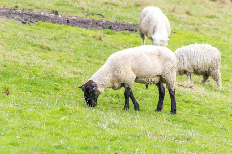 212 Ara-Kotinga Whitford_17