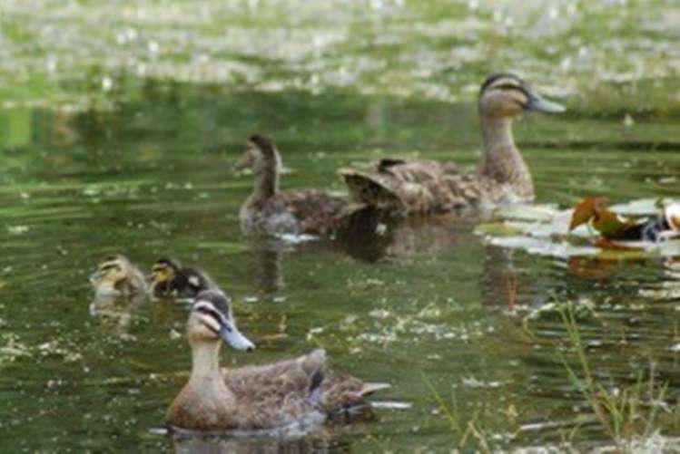 49 Vale Road Riverside_11