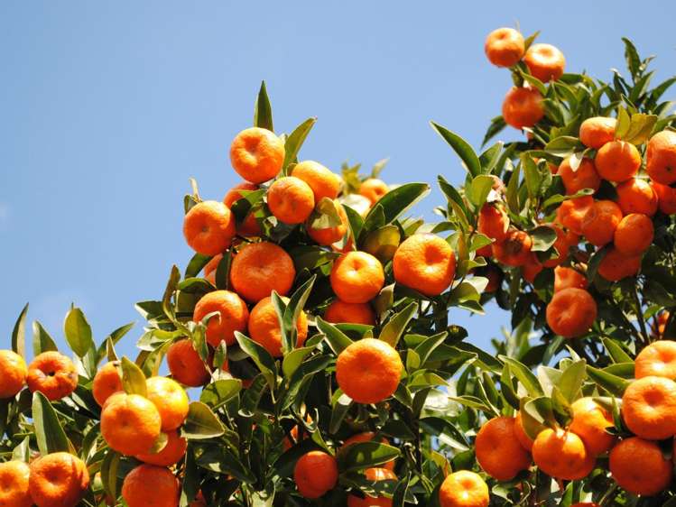 581D Kerikeri Road Kerikeri_15