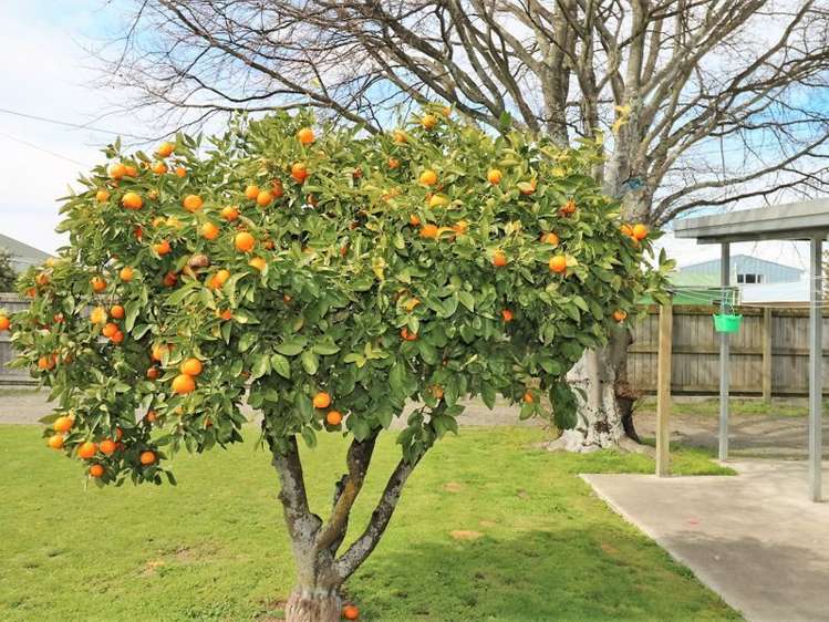 35 William Wong Place Carterton_28