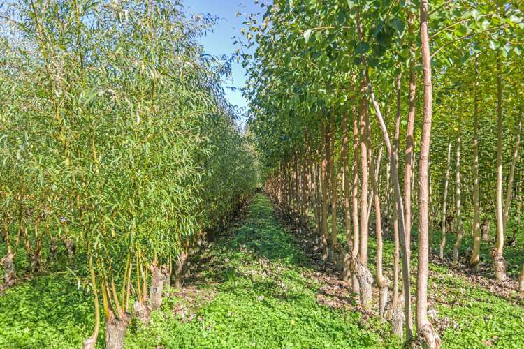 96 Engles Road Shannon_12