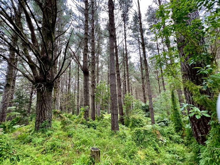 Waitete Road Waihi_14