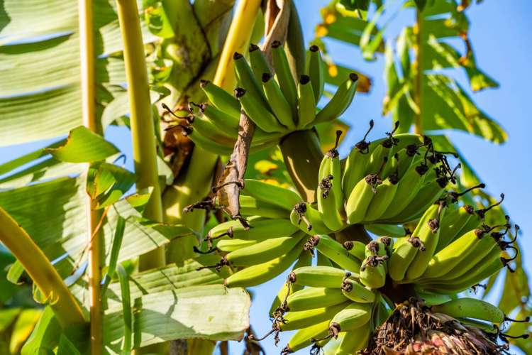 104 Pebblebrooke Road Mangawhai_16