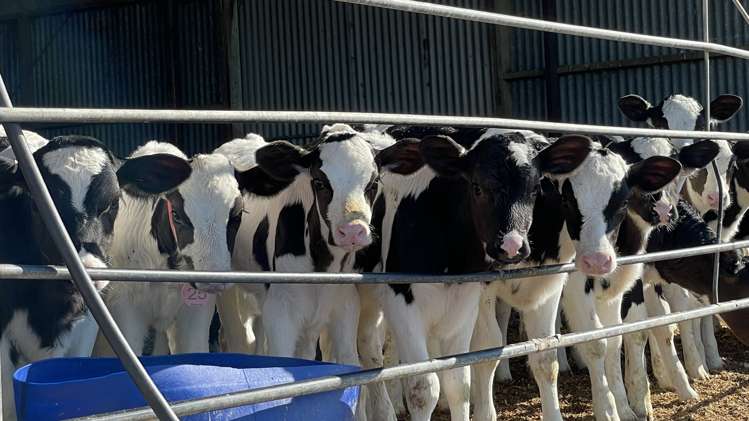 426 Argyle Otahuti Road Waianiwa_11