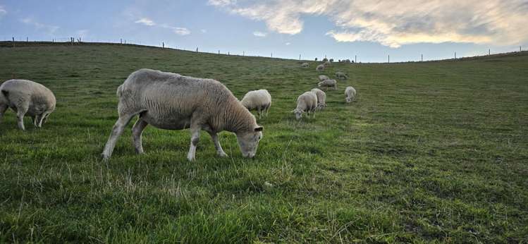 74 Esler Road Pleasant Point_7