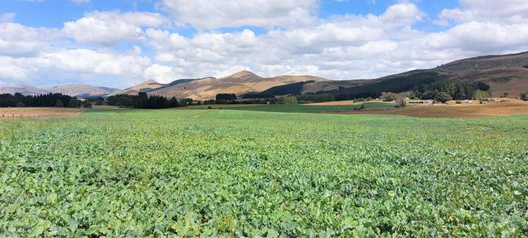 3660 Waipahi Highway Clinton and Surrounds_7