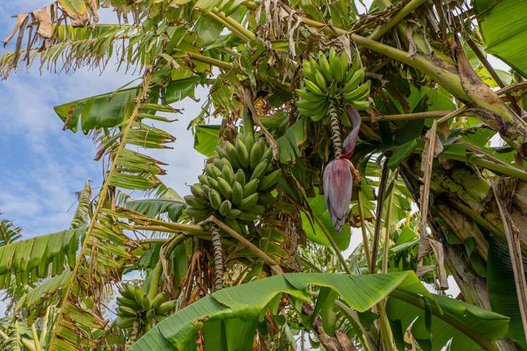 116 Sh25 Kuaotunu Wharekaho Road Kuaotunu_14