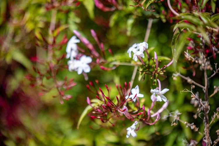 18c Clifton Road Hamilton Central_5