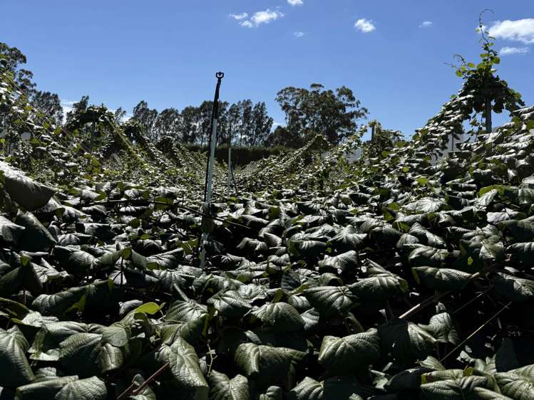 89 Work Road Aongatete_17