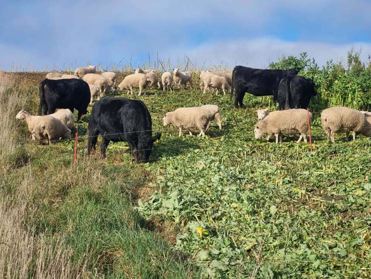 759 Waitahuna Gully Road Waitahuna_14