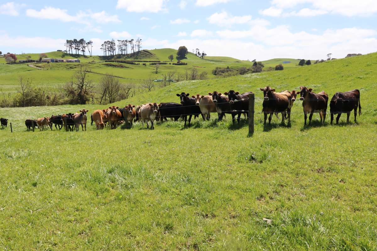 121 Tarata Road_1