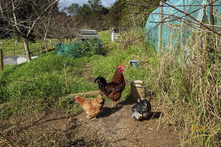 74 Waiparera Road Parua Bay_11