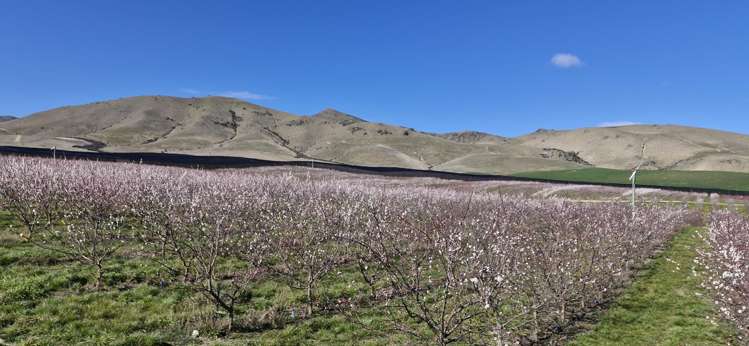 159 Thomson Gorge Road Cromwell_12