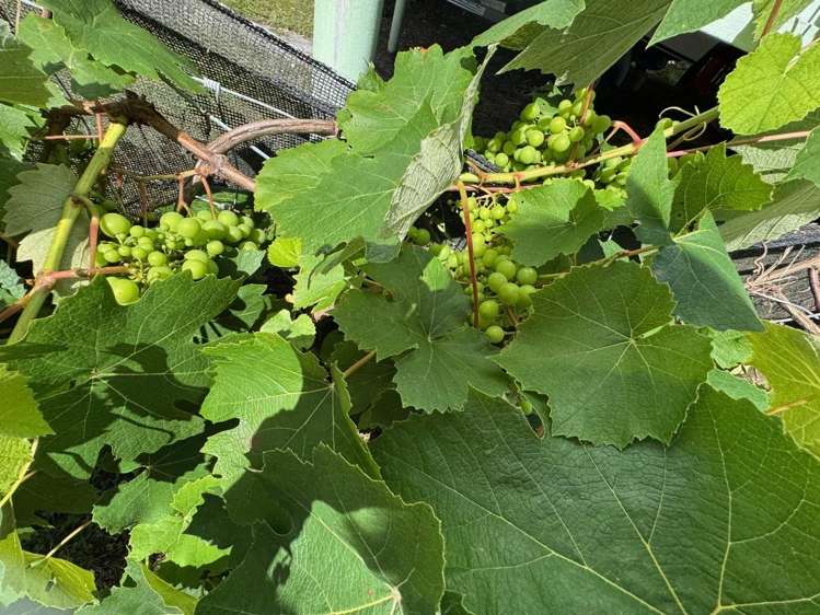 20a Lake Road Kaimaumau_31