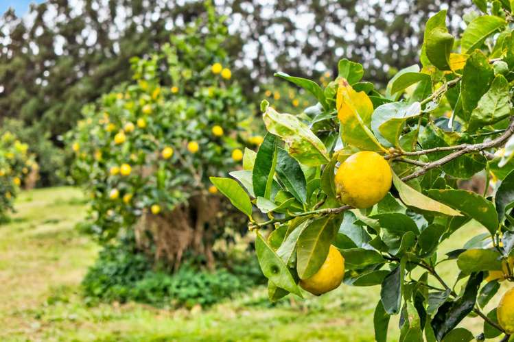 Lot 1/69a Vineyard Lane Mangawhai_6