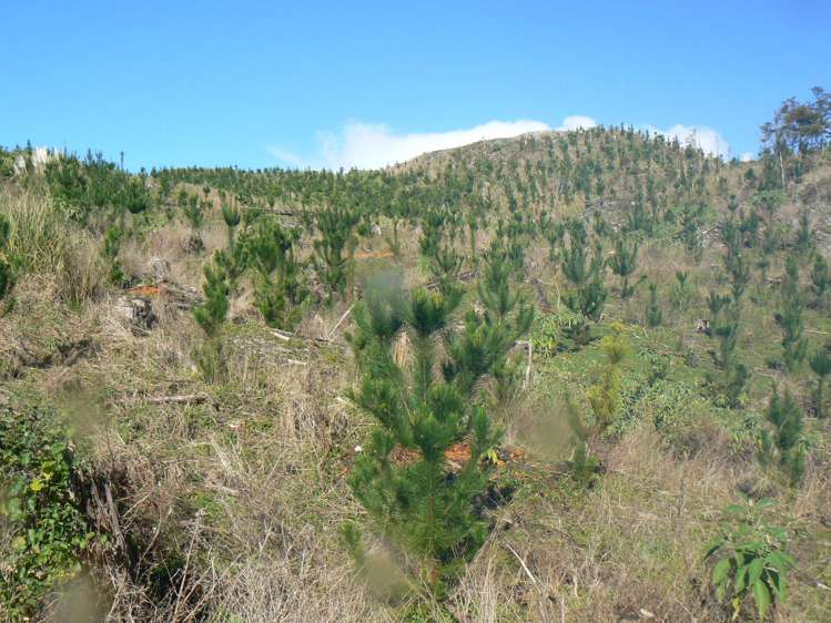 LOT 6 Iwitaua Road Mangamuka_13