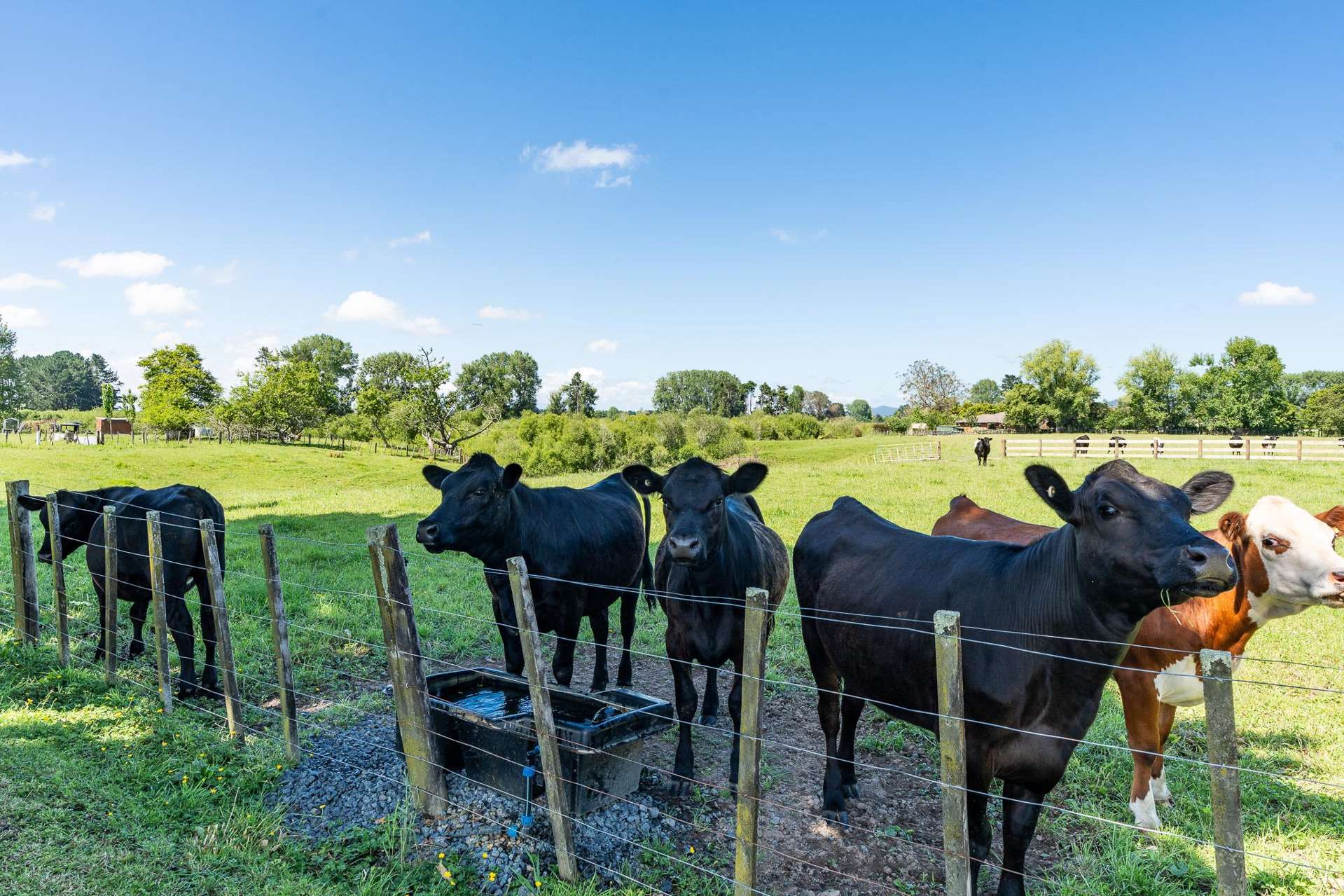 449 Ngaruawahia Road Te Kowhai_0