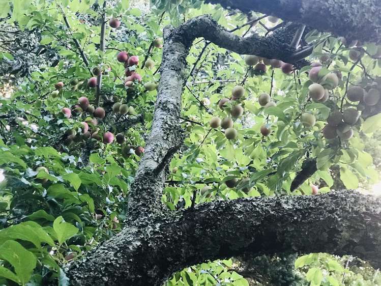 21 Karaka Street New Lynn_23