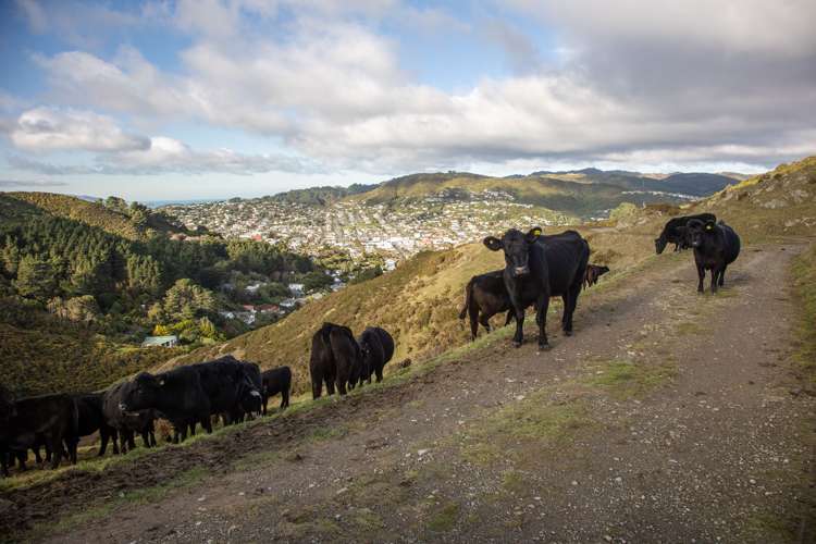 200 Parkvale Road Wilton_25