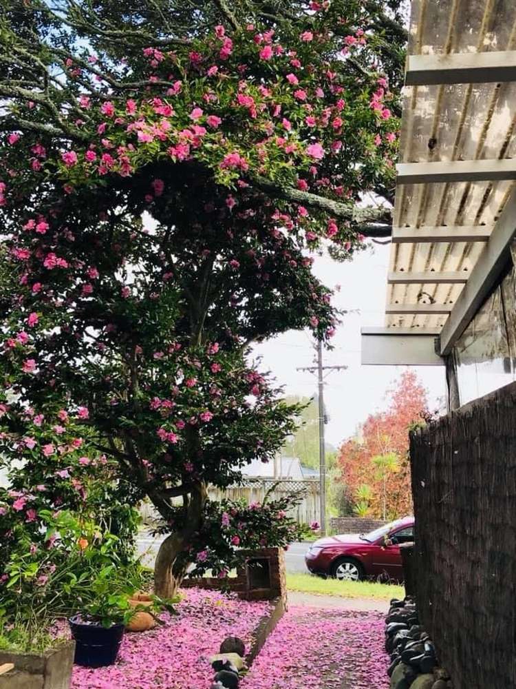 8 Golf Road New Lynn_8