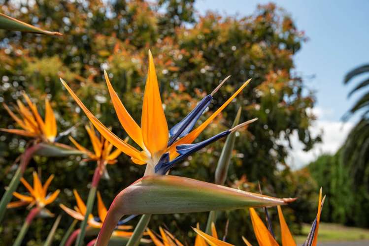 27 Watrous Downs Maungatapere_22