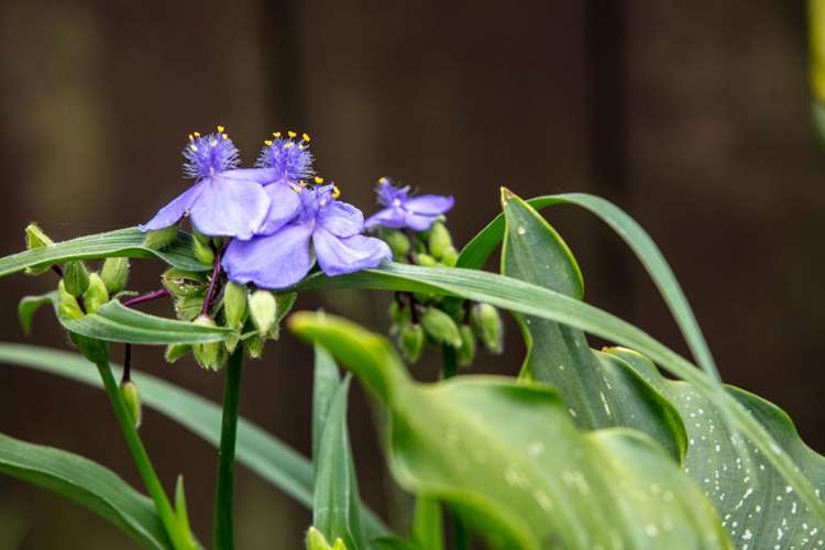 2A Blundell Place Katikati_17